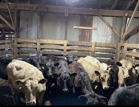 buckhannon livestock market|buckhannon stockyards facebook.